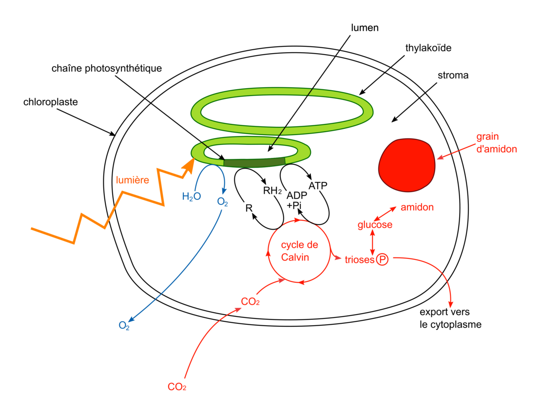 Libération de l’énergie emmagasinée dans la matière organique