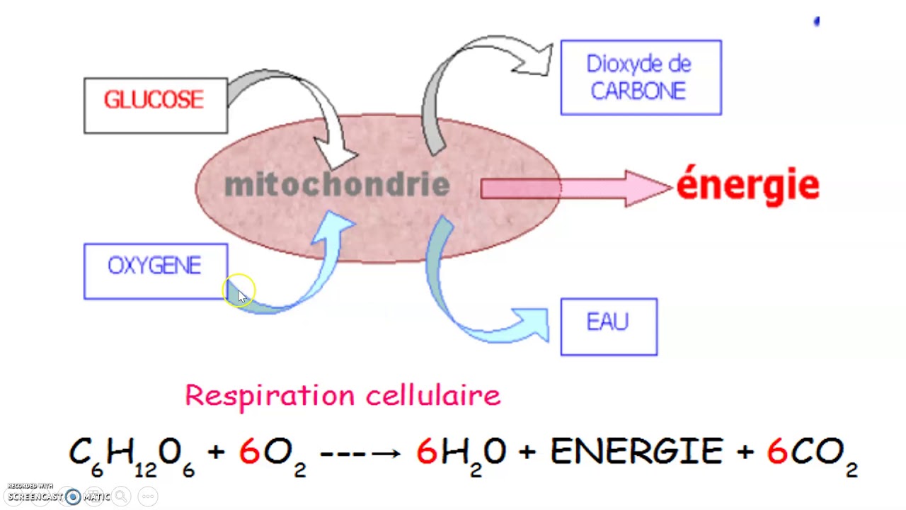 Libération de l’énergie emmagasinée dans la matière organique
