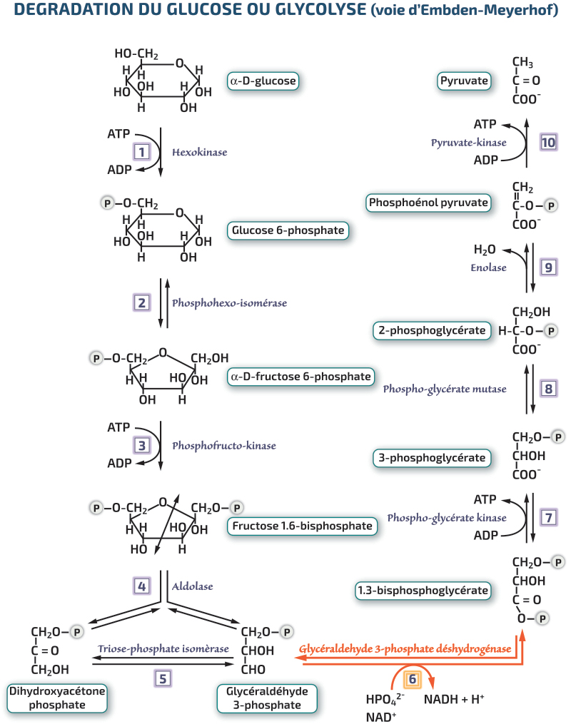 Libération de l’énergie emmagasinée dans la matière organique