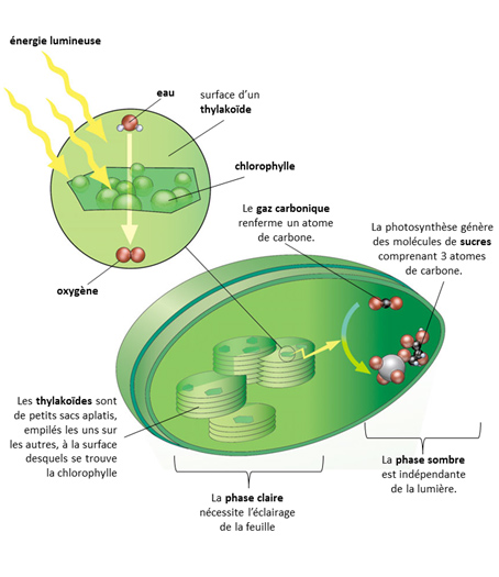 Libération de l’énergie emmagasinée dans la matière organique