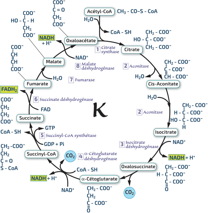 Libération de l’énergie emmagasinée dans la matière organique