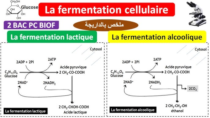 Libération de l’énergie emmagasinée dans la matière organique