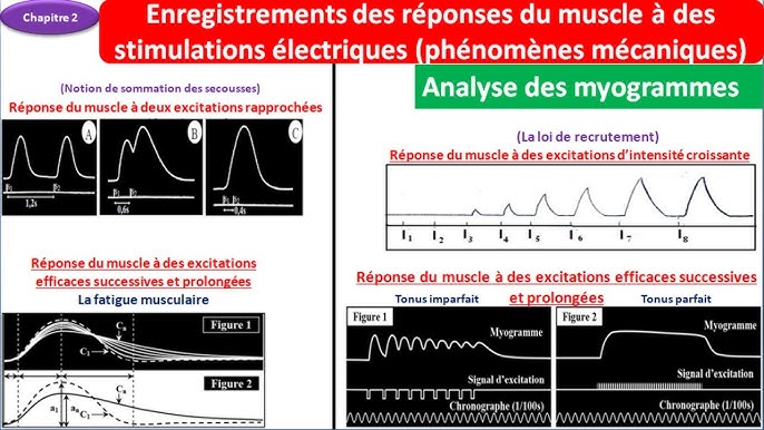 Rôle du muscle squelettique strié dans la conversion de l’énergie