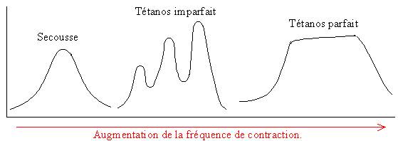 Rôle du muscle squelettique strié dans la conversion de l’énergie