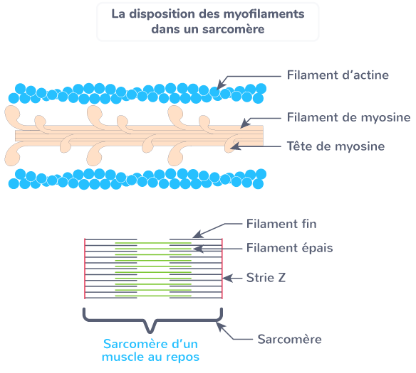 Rôle du muscle squelettique strié dans la conversion de l’énergie