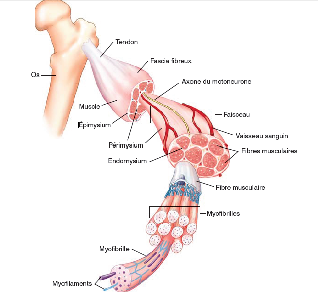 Rôle du muscle squelettique strié dans la conversion de l’énergie