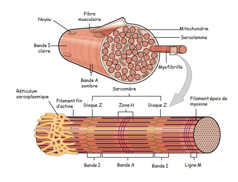 Rôle du muscle squelettique strié dans la conversion de l’énergie