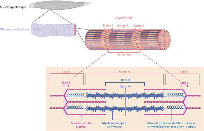 Rôle du muscle squelettique strié dans la conversion de l’énergie