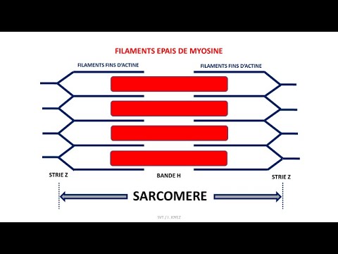 Rôle du muscle squelettique strié dans la conversion de l’énergie
