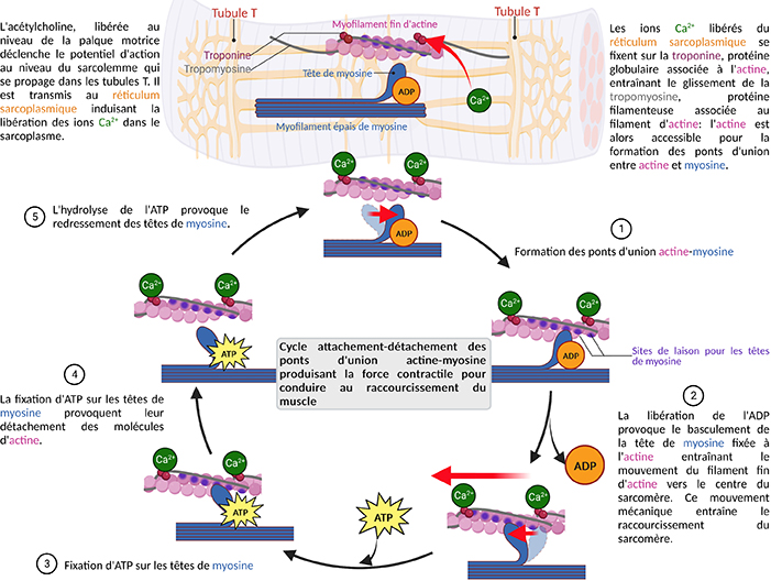 Rôle du muscle squelettique strié dans la conversion de l’énergie