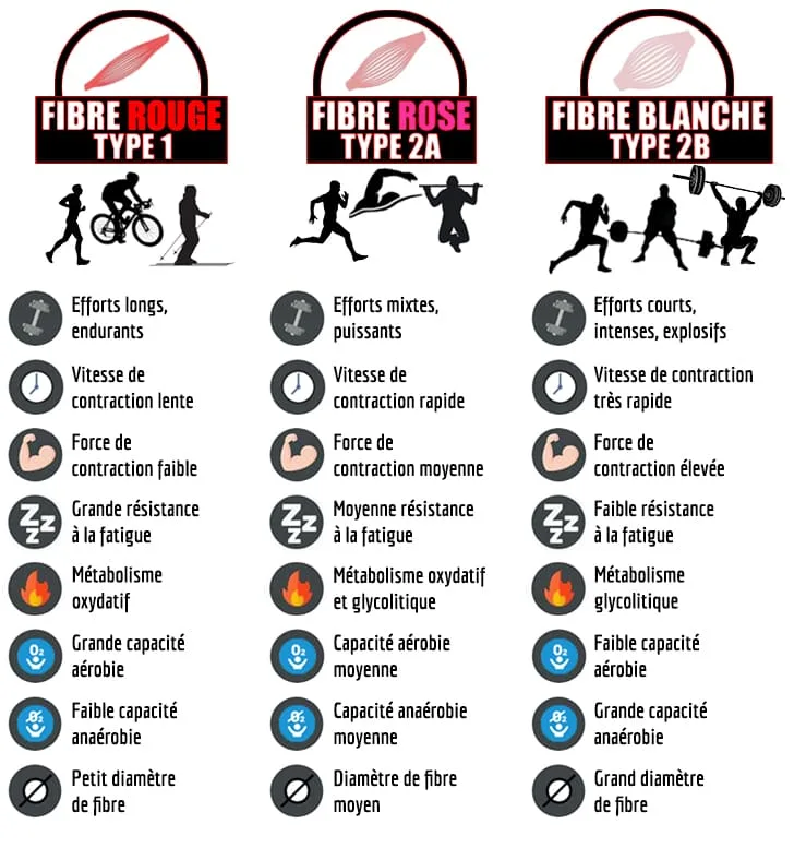 Rôle du muscle squelettique strié dans la conversion de l’énergie