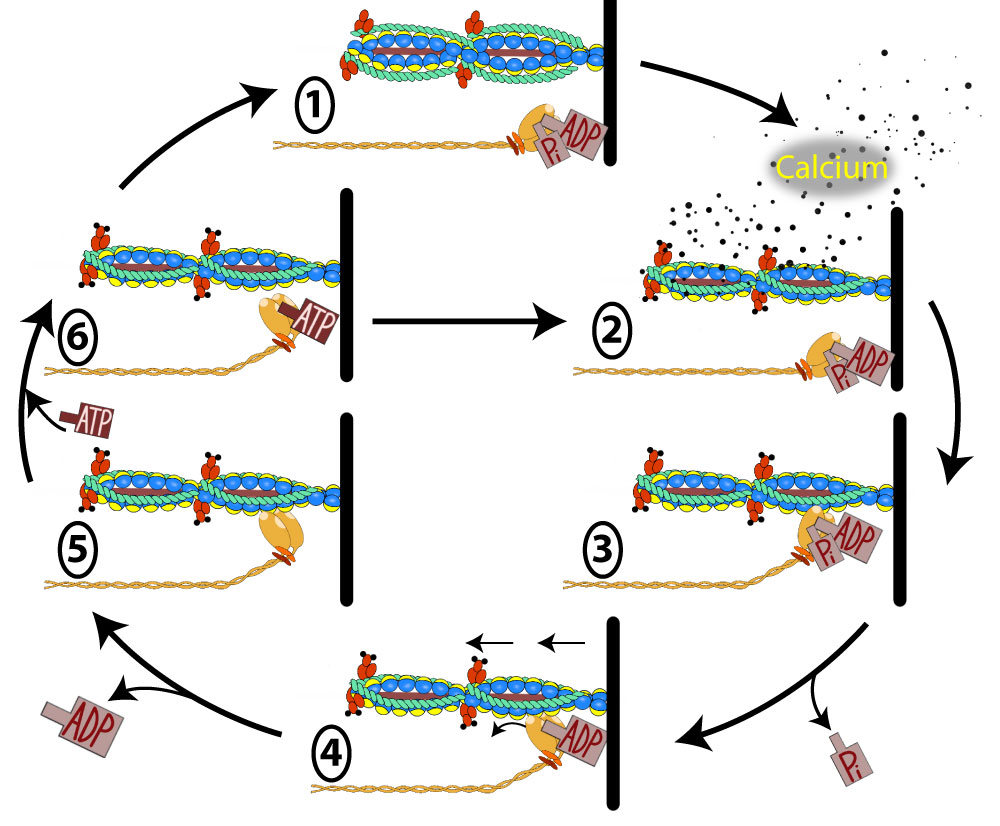Rôle du muscle squelettique strié dans la conversion de l’énergie