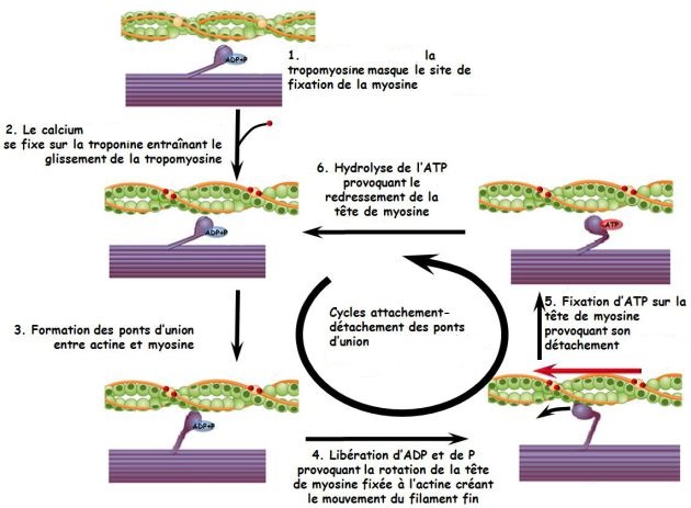 Rôle du muscle squelettique strié dans la conversion de l’énergie