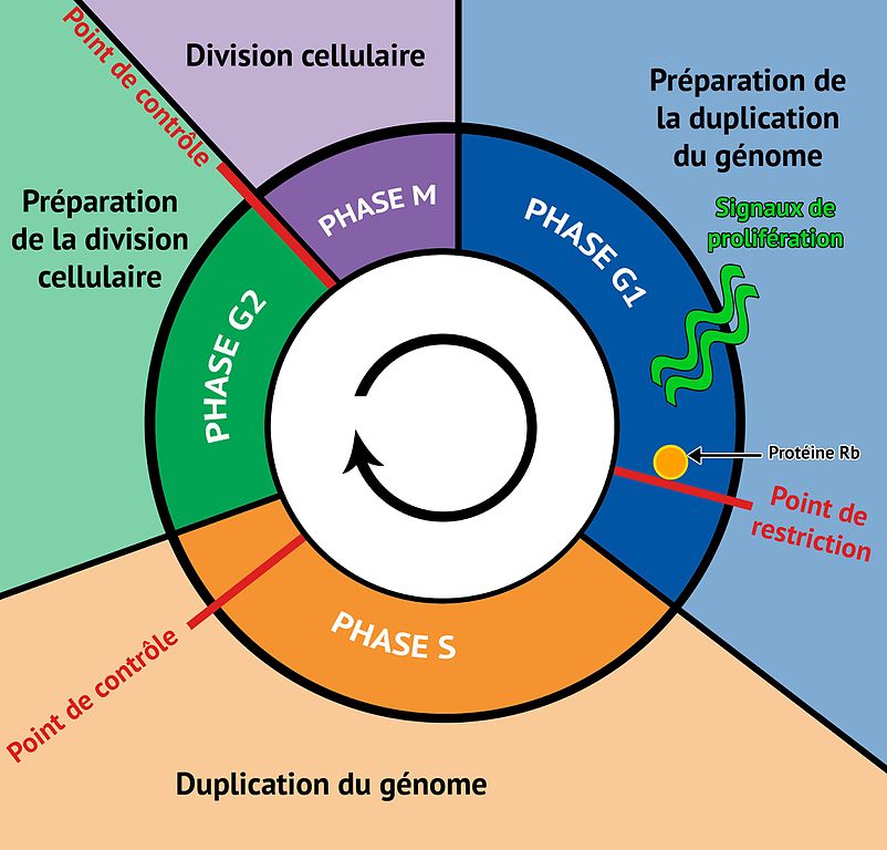 Nature de l’information génétique