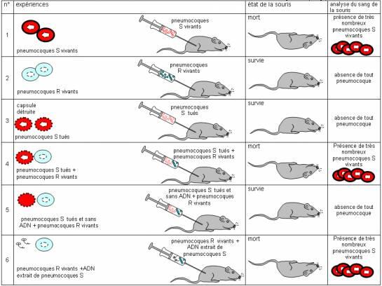 Nature de l’information génétique
