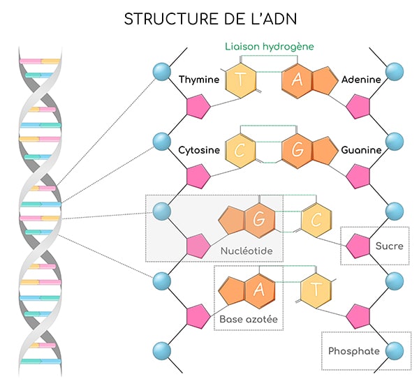 Nature de l’information génétique