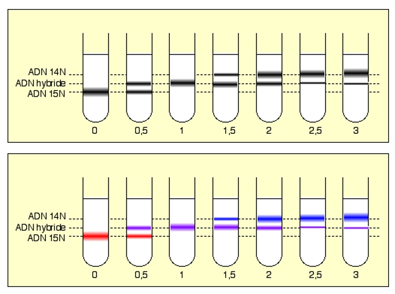 Nature de l’information génétique