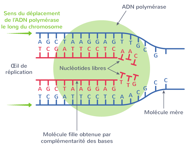 Nature de l’information génétique
