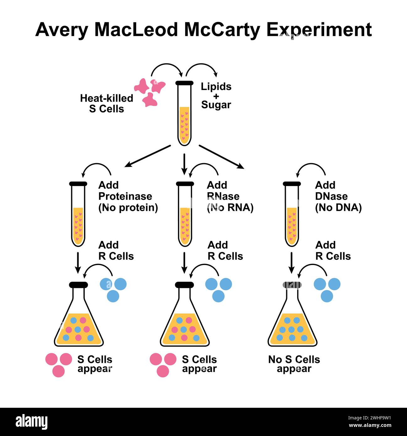 Nature de l’information génétique