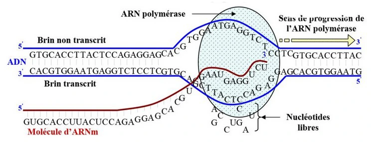 Expression de l’information génétique