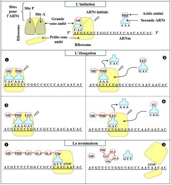 Expression de l’information génétique
