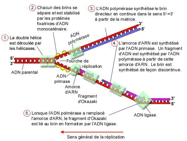 Nature de l’information génétique