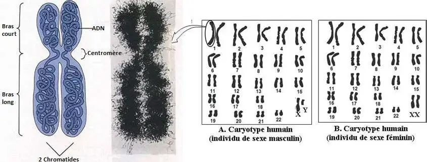 Nature de l’information génétique