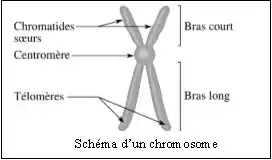 Nature de l’information génétique