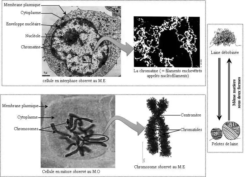 Nature de l’information génétique