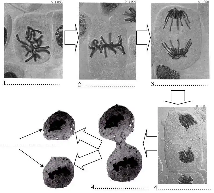 Nature de l’information génétique