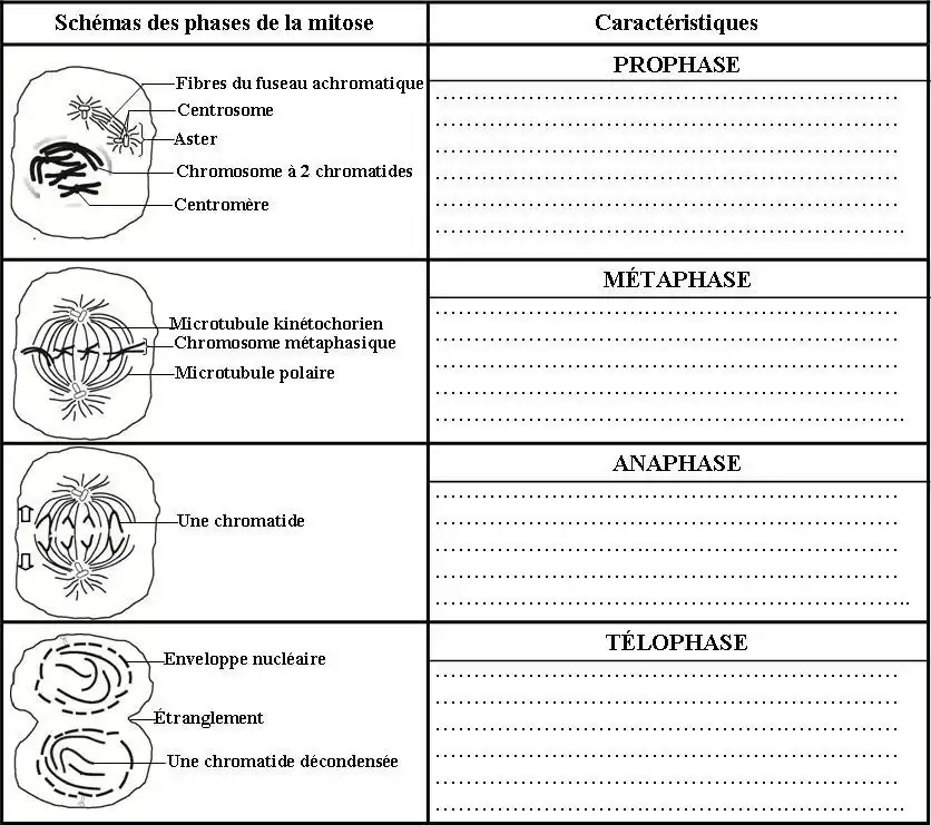 Nature de l’information génétique