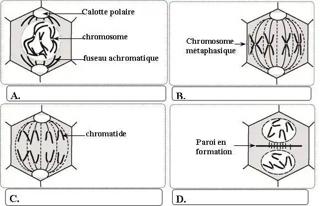 Nature de l’information génétique