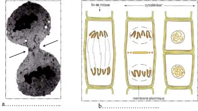 Nature de l’information génétique