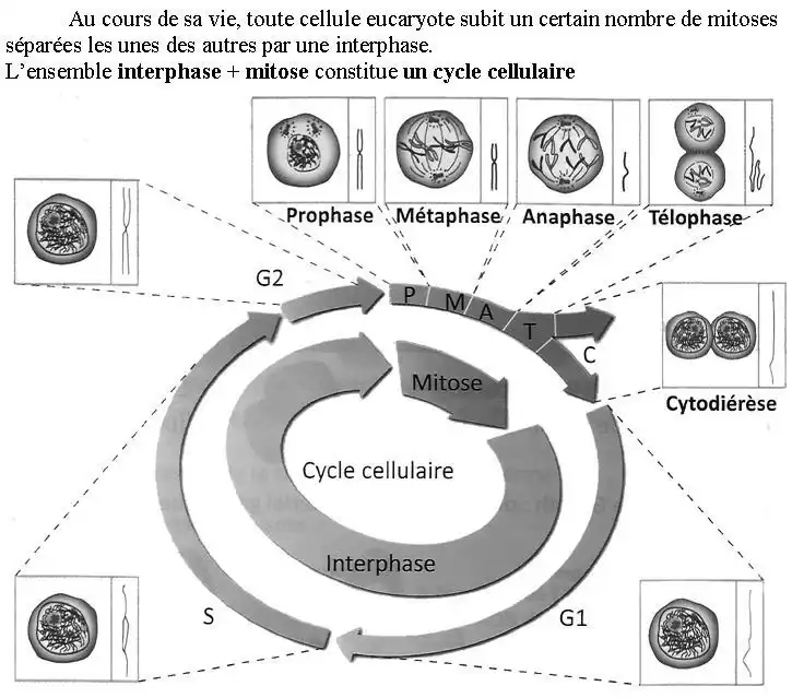 Nature de l’information génétique