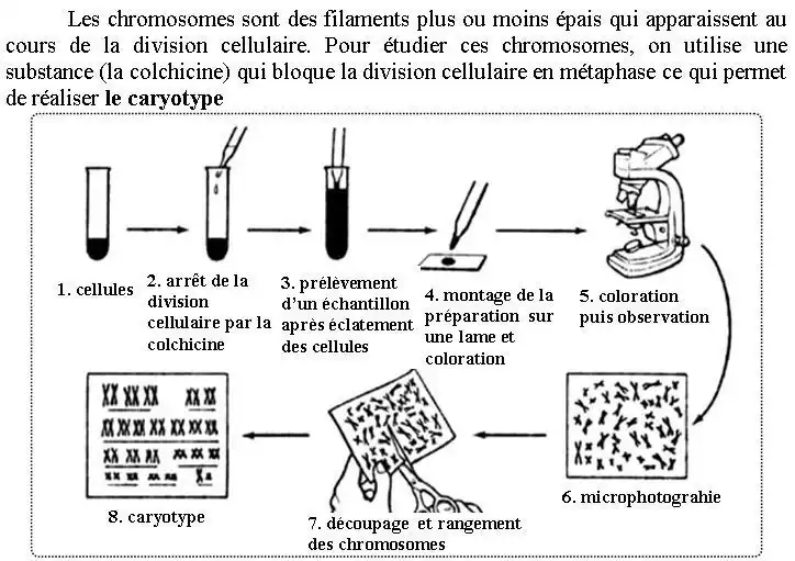 Nature de l’information génétique