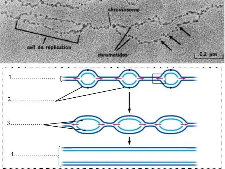 Nature de l’information génétique