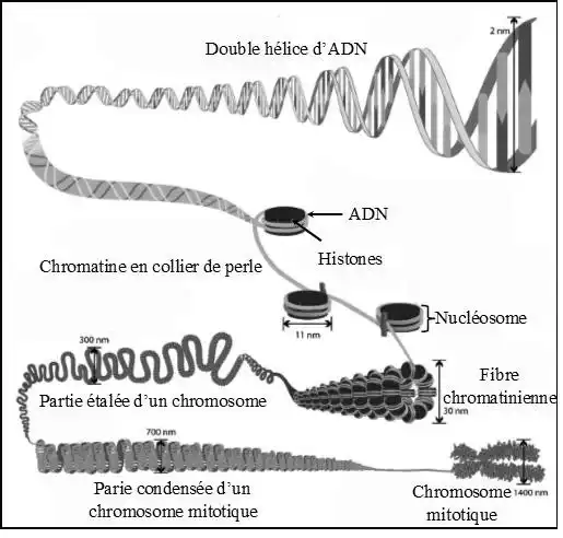 Nature de l’information génétique