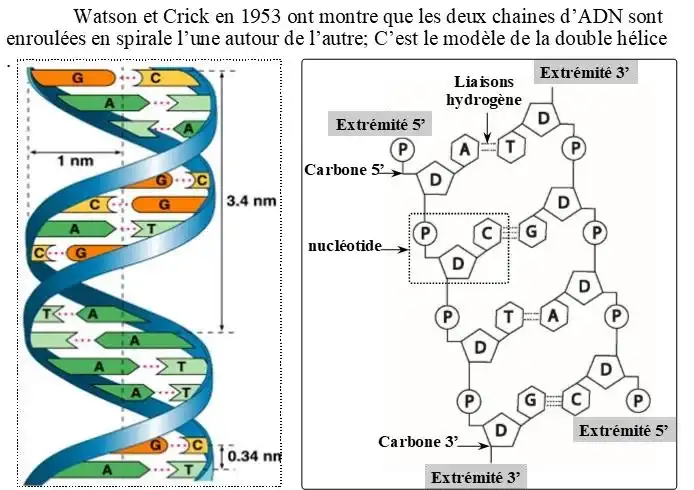 Nature de l’information génétique