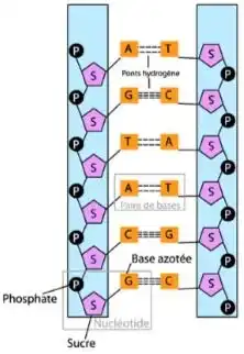 Nature de l’information génétique