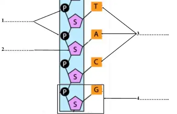 Nature de l’information génétique