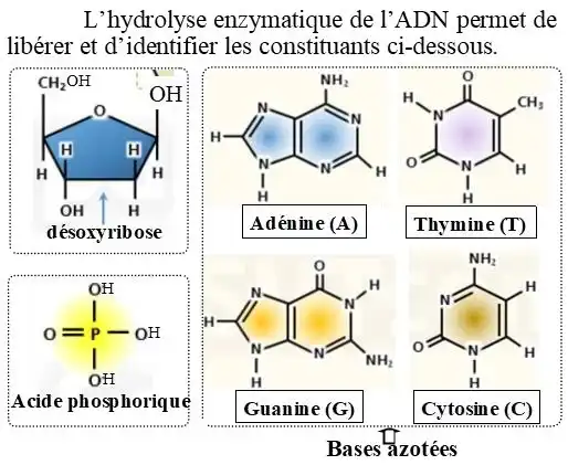 Nature de l’information génétique