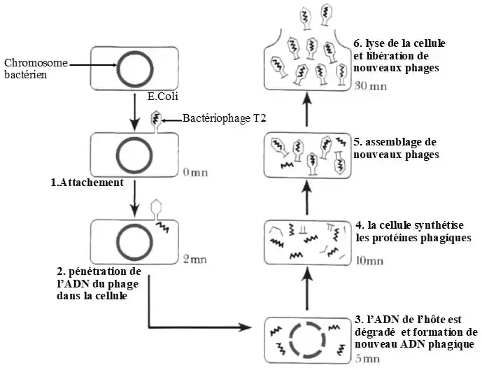 Nature de l’information génétique