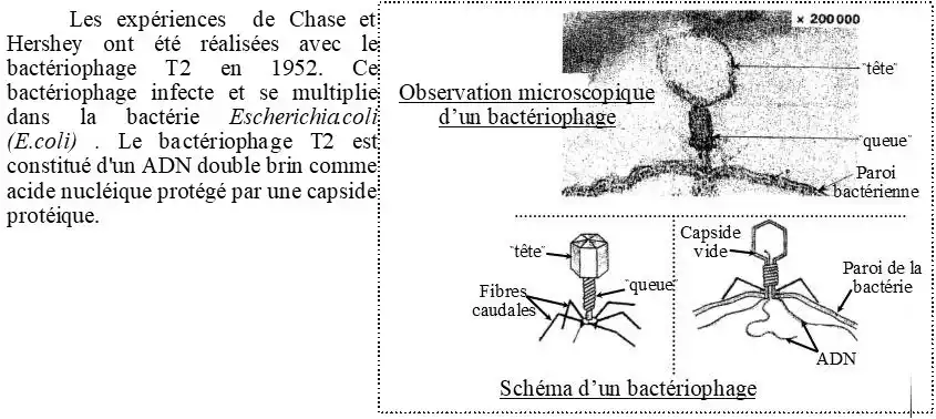 Nature de l’information génétique