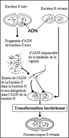 Nature de l’information génétique