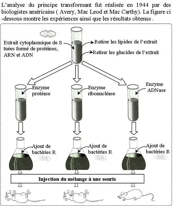 Nature de l’information génétique