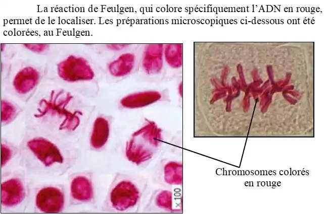 Nature de l’information génétique
