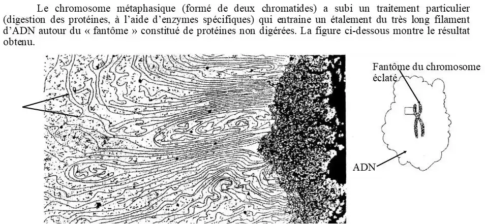 Nature de l’information génétique