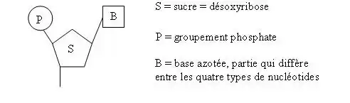 Nature de l’information génétique
