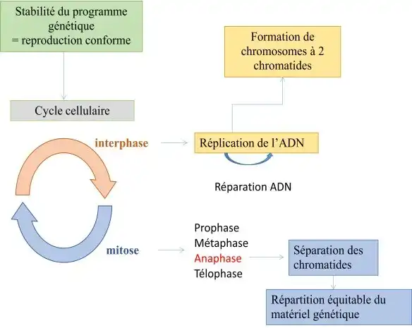 Nature de l’information génétique
