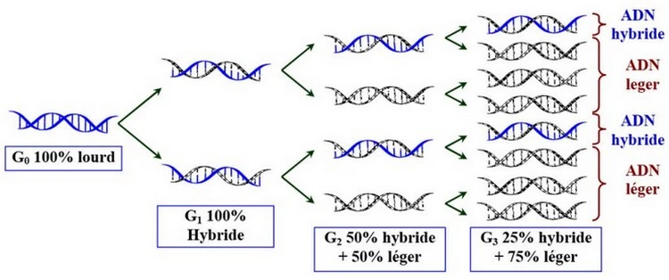 Nature de l’information génétique